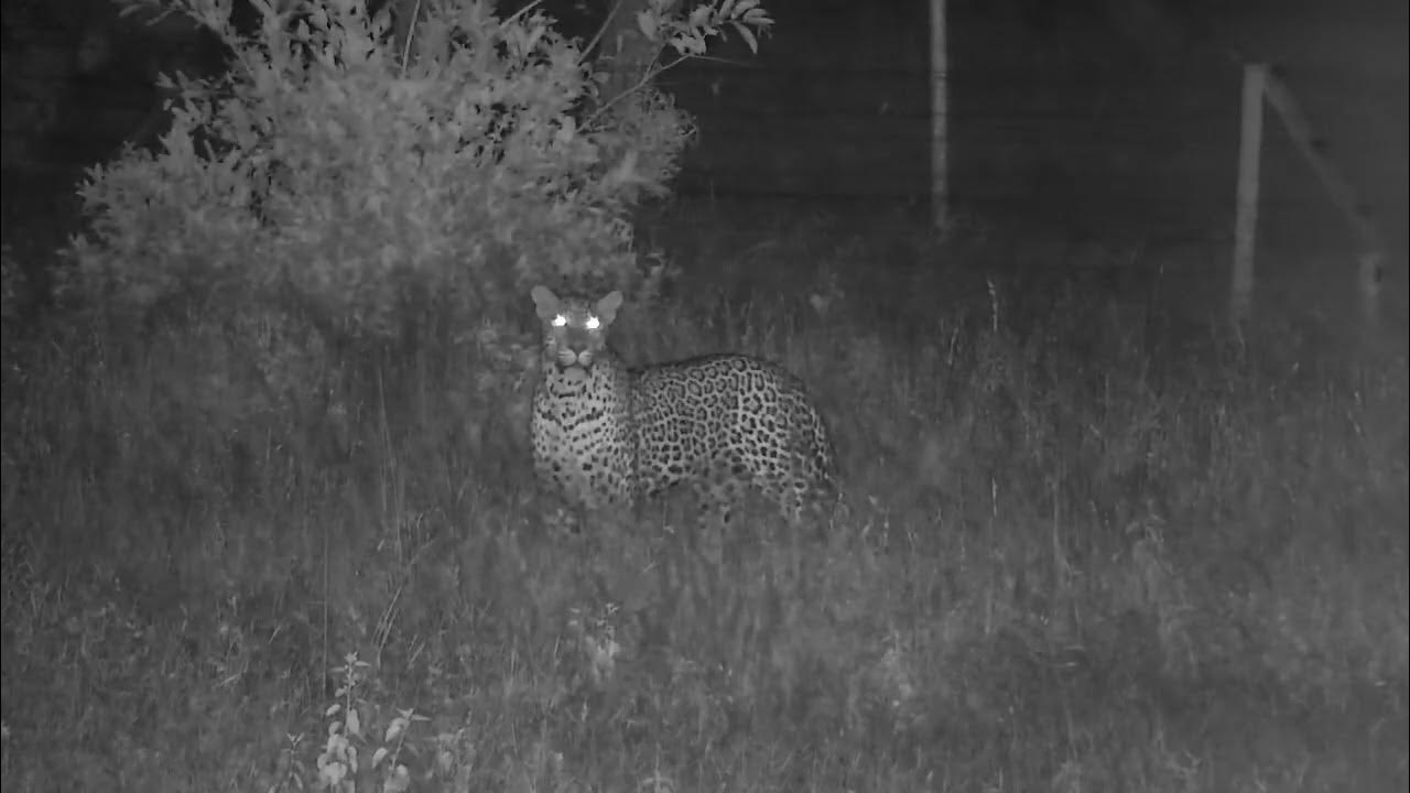 djuma-leopard-tavangumi-male-19-54-01-14-2023-youtube