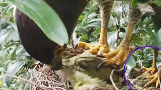 Detik-Detik sarang burung pleci di mangsa burung elang