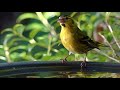 What does a siskin look like
