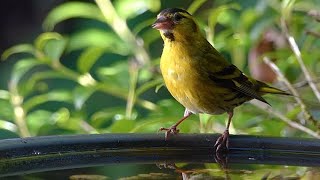 WHAT DOES A SISKIN LOOK LIKE