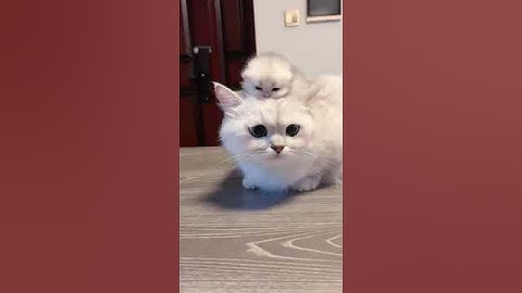 cute cat video || #shorts  || #Bcat