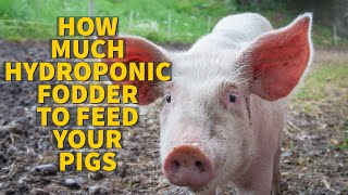 Hydroponic Fodder Pigs Need Per Day