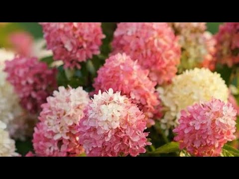 Video: Hydrangea paniculata: ekish va parvarish qilish