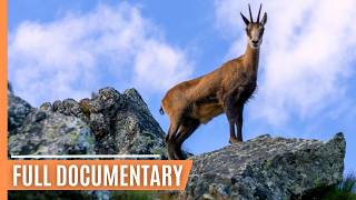 Wildlife Chronicles in Tatra's Alpine Realm | Full Documentary by Free High-Quality Documentaries 62,757 views 1 month ago 50 minutes