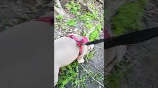 og notorious Vinnie's adventures