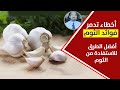 فوائد تناول الثوم علي الريق | وخطاء يدمر فوائد الثوم شاهد الفيديو لمعرفة ما يحدث عند بلغ الثوم  ثوم