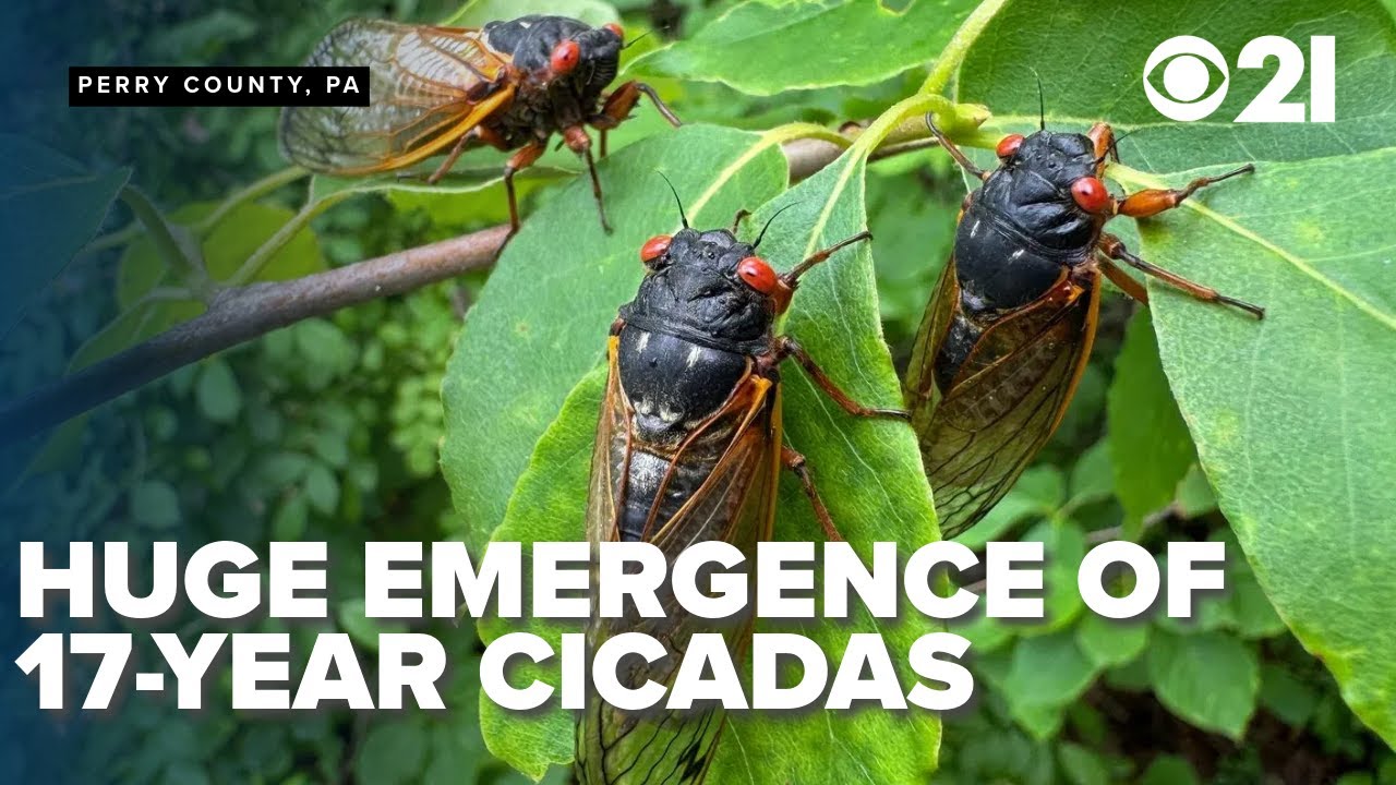 Explosive emergence of 17-year cicadas in parts of Pennsylvania