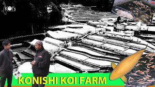 RAJA KARASHI : | KONISHI KOI FARM