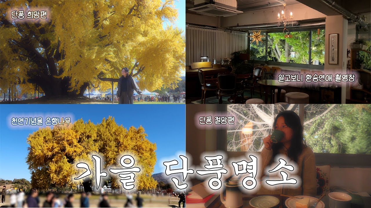 가을맞이 단풍 구경가는 가족 브이로그🍁 환승연애4 패널 촬영장 · 원주 반계리 은행나무 · 북한산 스타벅스 · 제비꽃다방 · 고양이카페 · 부암동뷰 · 고향보리밥 · 여주 아울렛