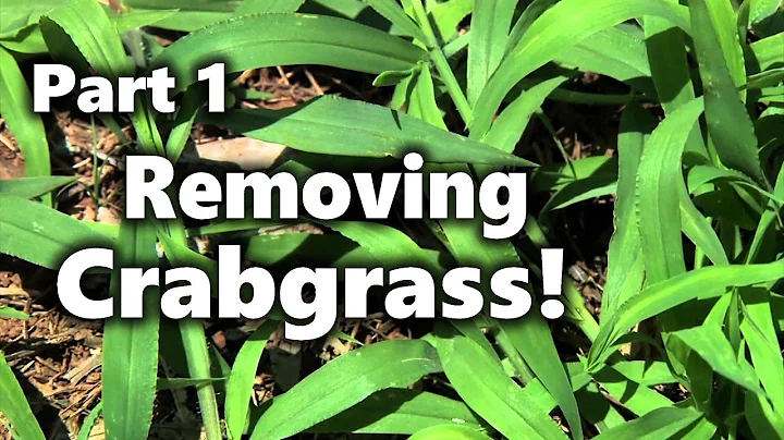 Removing Crabgrass 1