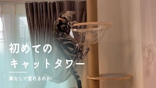 キャットタワーを設置したらなかなかのぼれませんでした/【RAKU】シングルキャットタワー