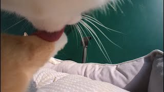 I'll show you the cat grooming in the first person by haha ha 72,409 views 2 months ago 6 minutes, 42 seconds