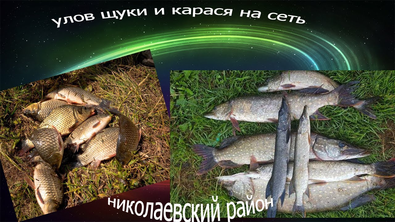 улов щуки и карася на сеть - YouTube