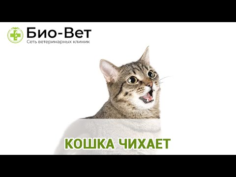 Кошка Чихает 🙀/ Причины и Как Лечить / Ветклиники Био-Вет