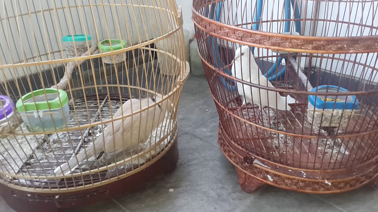 Puter pelung vs puter lokal 