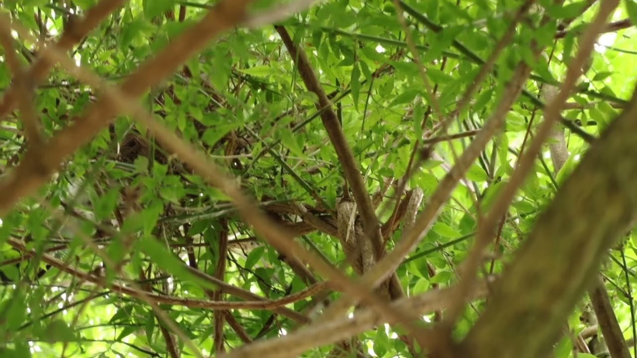 Robin song, pigeon nesting