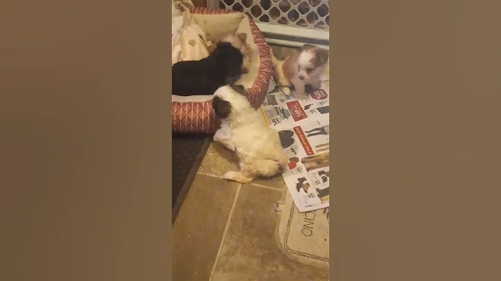 deb's puppies at play