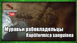 Муравьи рабовладельцы | Raptiformica sanguinea