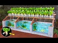 Super easy to DIY aquarium combined with growing organic vegetables