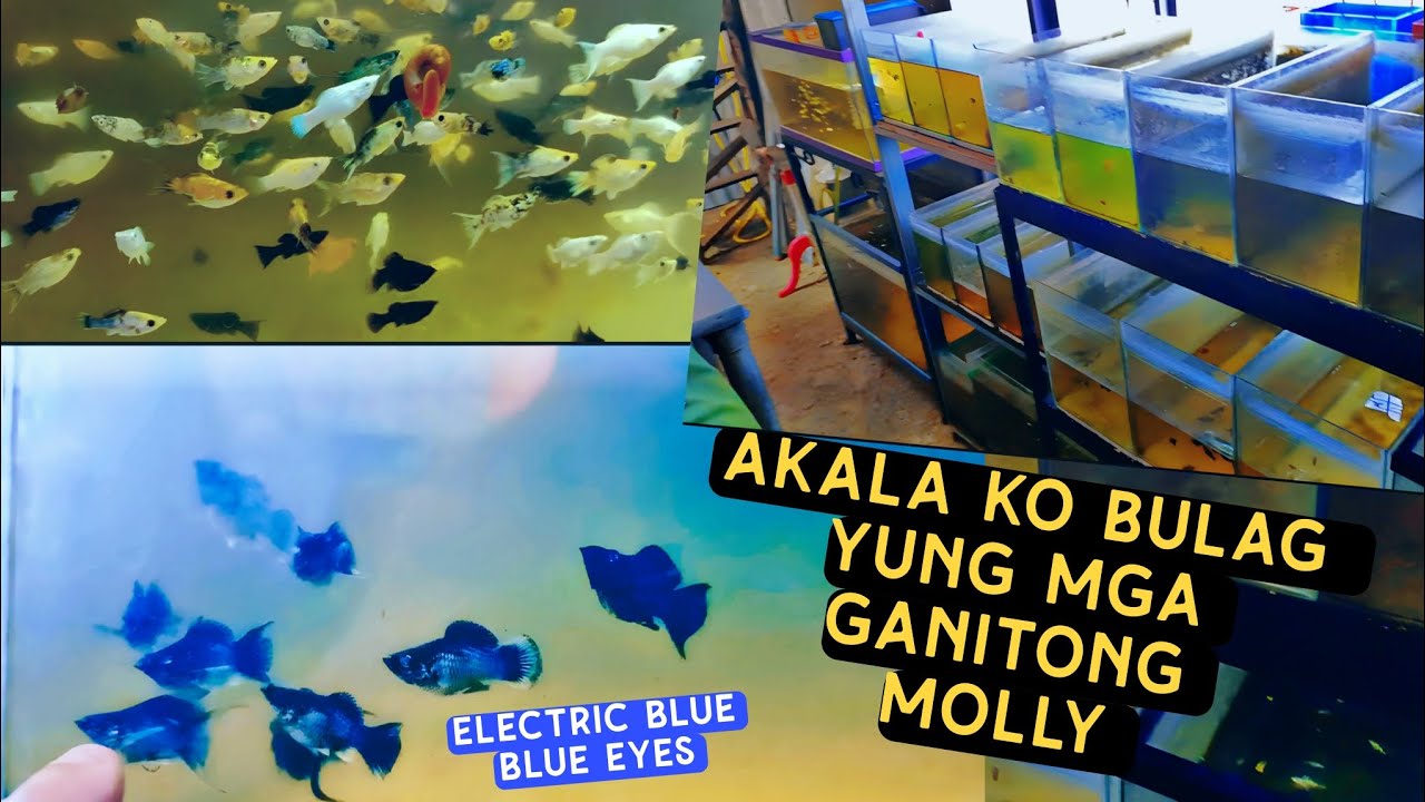 Visit sa Breeder ng Balloon Molly sa Bacoor| 2.5gal Setup| Binigyan pa ko ng Mollies😆