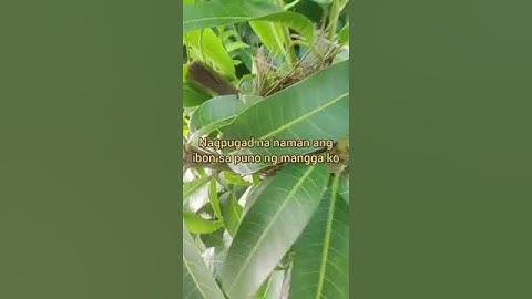 Bird nests on my mango tree #lifeinthecountryside #animal #birds #birdsnest