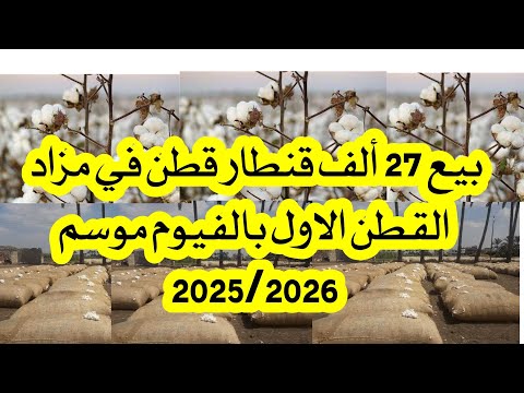 سعر القطن في مزادات الموسم الجديد 2025 2026