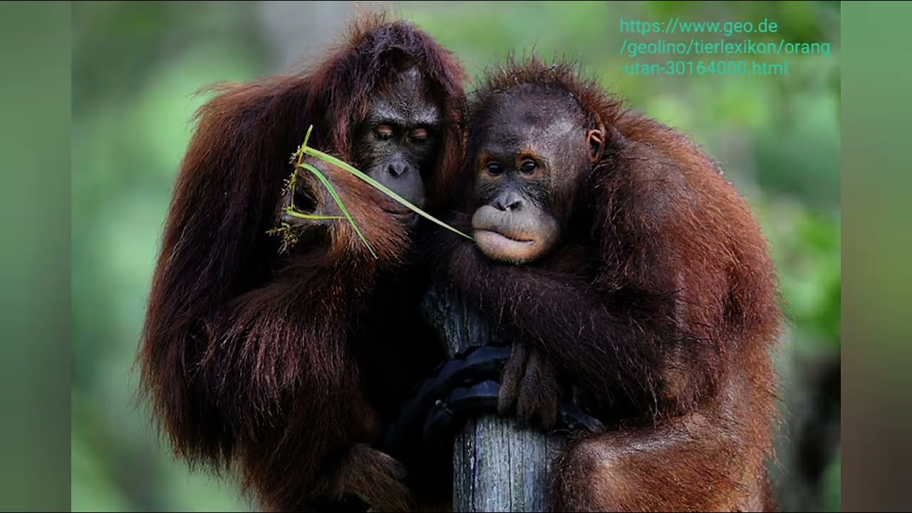 Tiere, die es BALD nicht mehr geben wird oder vielleicht sogar schon  AUSGESTORBEN sind 🥺💔