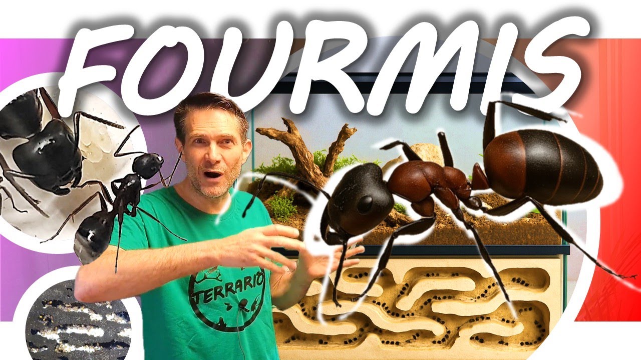 GUIDE D'ELEVAGE DE FOURMIS EN TERRARIUM