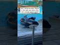 Killer Whale Attack Aftermath At SeaWorld Killer Whale Attack Aftermath At SeaWorld