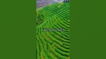 قرآن كريم القارئ سعد الغامدي من سورة (يس)