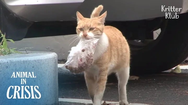 Mother Cat Starves But Carries A Bag Of Food To Feed Her Kitten | Animal in Crisis EP173 - DayDayNews