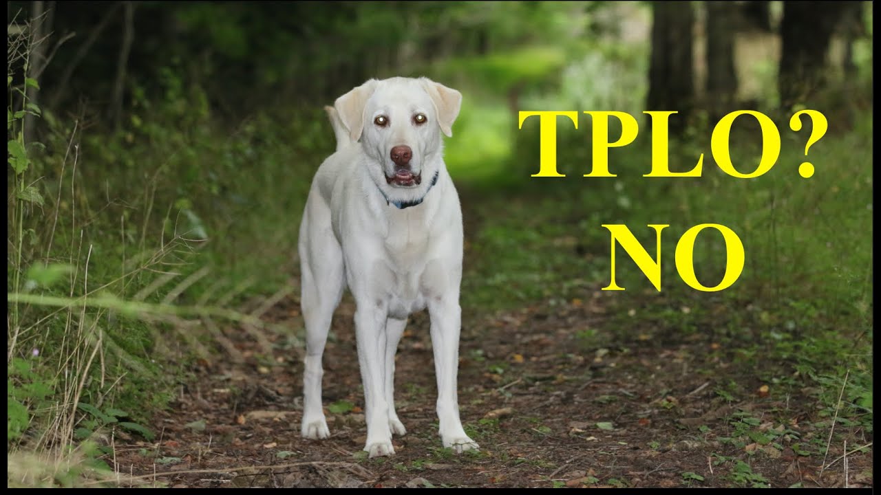 Are There Alternatives To Tplo Surgery?