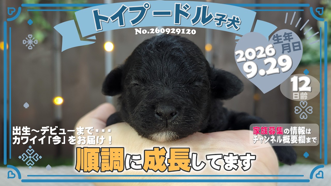 トイプー トイプードル子犬｜2026.9.29生（12日齢）②｜グレー｜男の子｜滋賀県