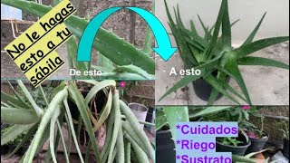 NO le hagas esto a tu SÁBILA🌵|| cuidados || transplante URGENTE