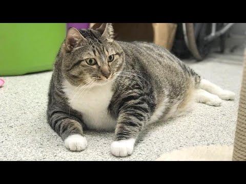 Толстый кот друг кролика - YouTube