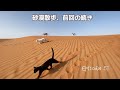《後半》猫たちお供にガゼルと夏の砂漠の散歩 《vol.2》Walking in the summer desert with cats and gazelles.