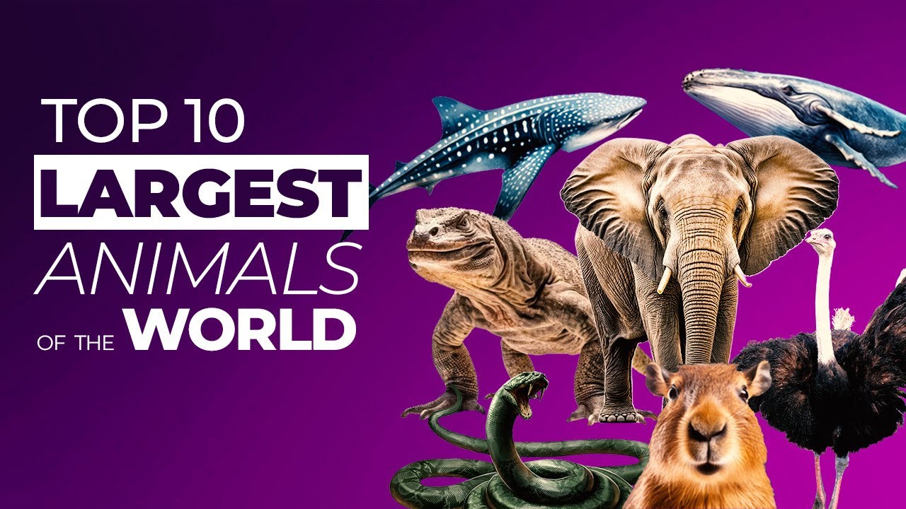 Top 10 Largest Wild Animals In The World Caught On Camera Facts top-10-largest-wild-animals-in-the-world-caught-on-camera-facts