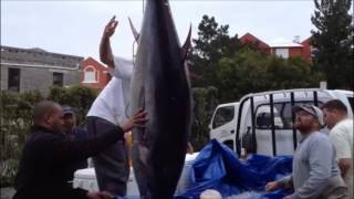 351 lb BlueFin Tuna Caught In Bermuda Mar 13 2013