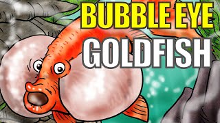 Bubble Eye Goldfish | Everything About Bubble Eye Goldfish | Amazing Bubble Eyed Goldfish