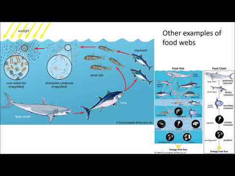 Gather Corps:  Food Webs with Zach