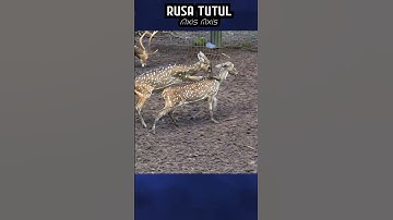 Rusa Tutul dijadikan sebagai simbol kecantikan #shorts #short #rusa #rusatutul #rusatotol #deer