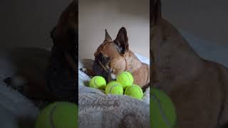 Frenchie Are The Best 🐾😂 #frenchies #frenchbullies #dogshorts #badjokes #Naps