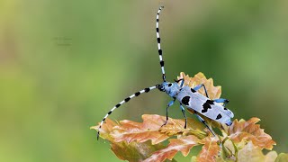 Rosalie des Alpes - Rosalia alpina