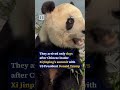 Giant pandas from China settle into US zoo