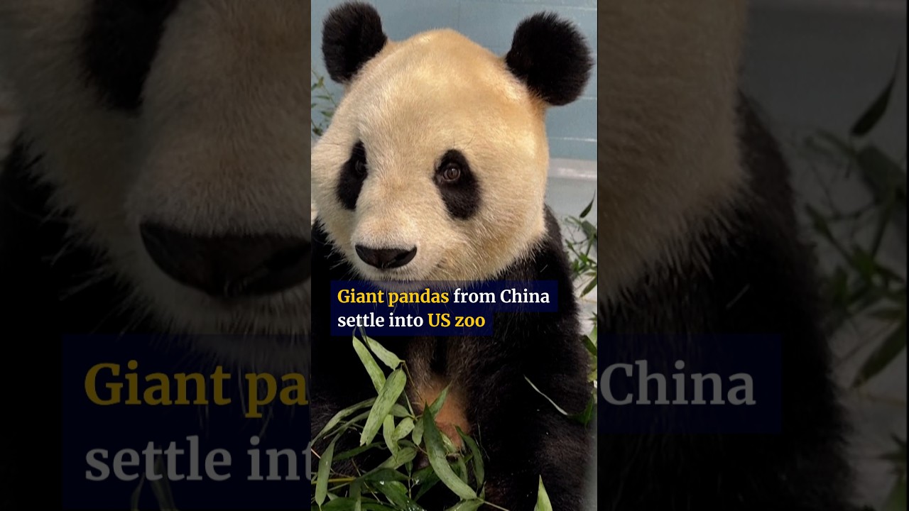 Giant pandas Ping Ping and Fu Shuang settle into new home in Atlanta zoo