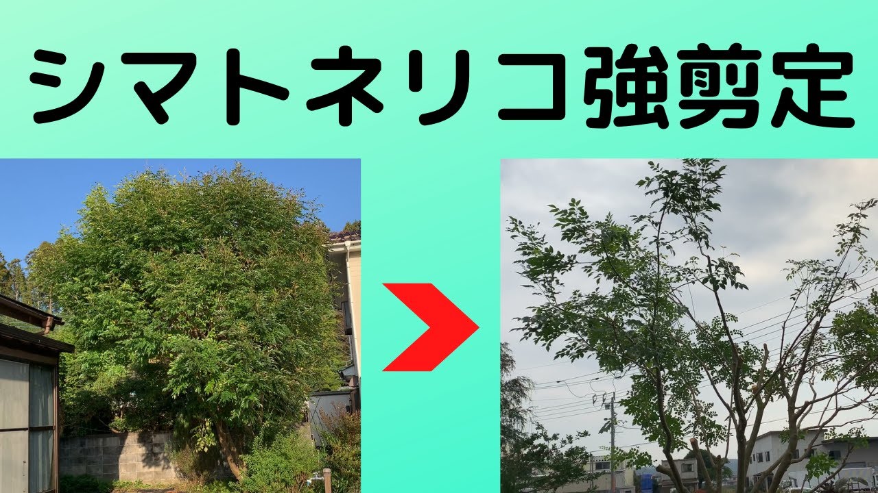 ガーデニング シマトネリコの強剪定をしました 一度も剪定してこなかったシマトネリコ 大きくなり過ぎたので中を梳いて風通しを良くしました Youtube ガーデニング シマトネリコの強剪定をしました 一度も剪定してこなかったシマトネリコ 大きくなり過ぎたので中を梳いて風通しを良くしました Youtube