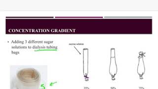 BIOL 270: Osmosis & Diffusion Lab