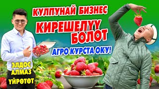 Күткѳн КҮН келди ~ Элдос Алмаз КУЛПУНАЙ БИЗНЕСИН ийне-жибине чейин ҮЙРѲТѲМ дейт