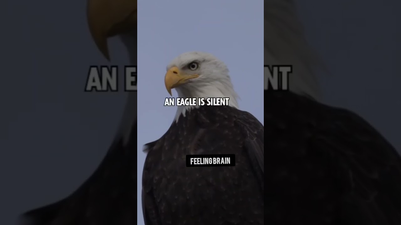 eagle| eagle touches the head good or bad| parrot| birds lover 