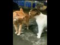 جرت ايه يا صاوي متهدا كدا الا 